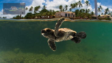 Praia do Forte, Guarajuba e Jacuípe (Privativo)